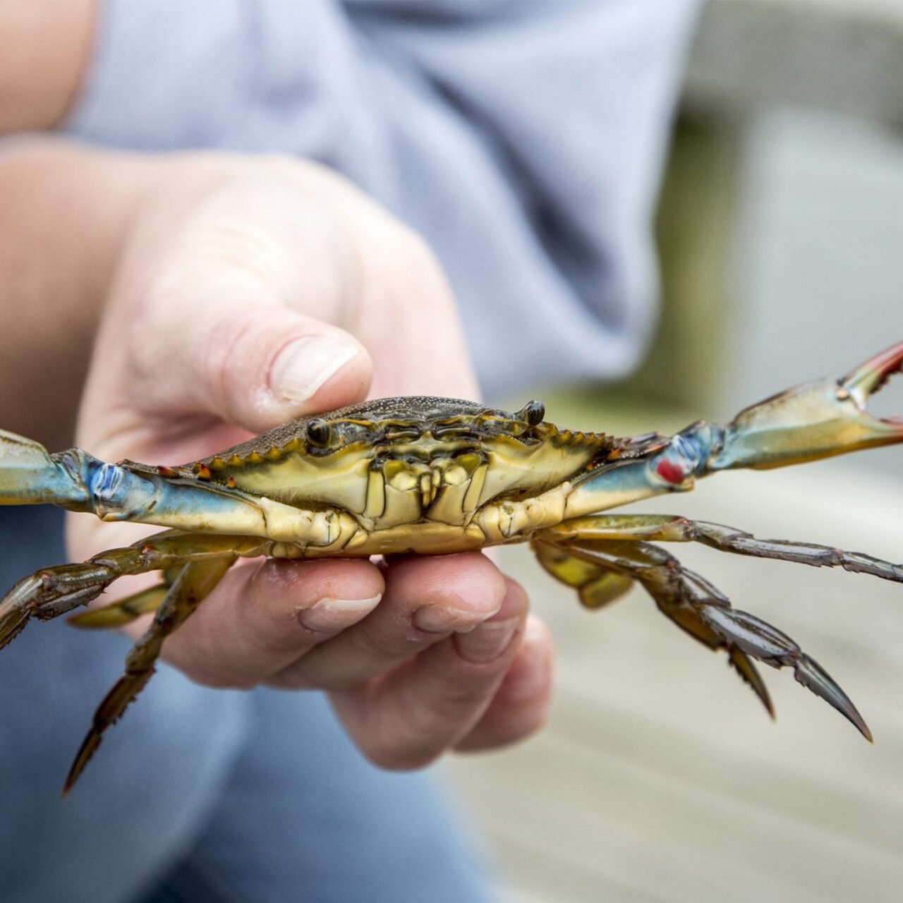 Crab hunting