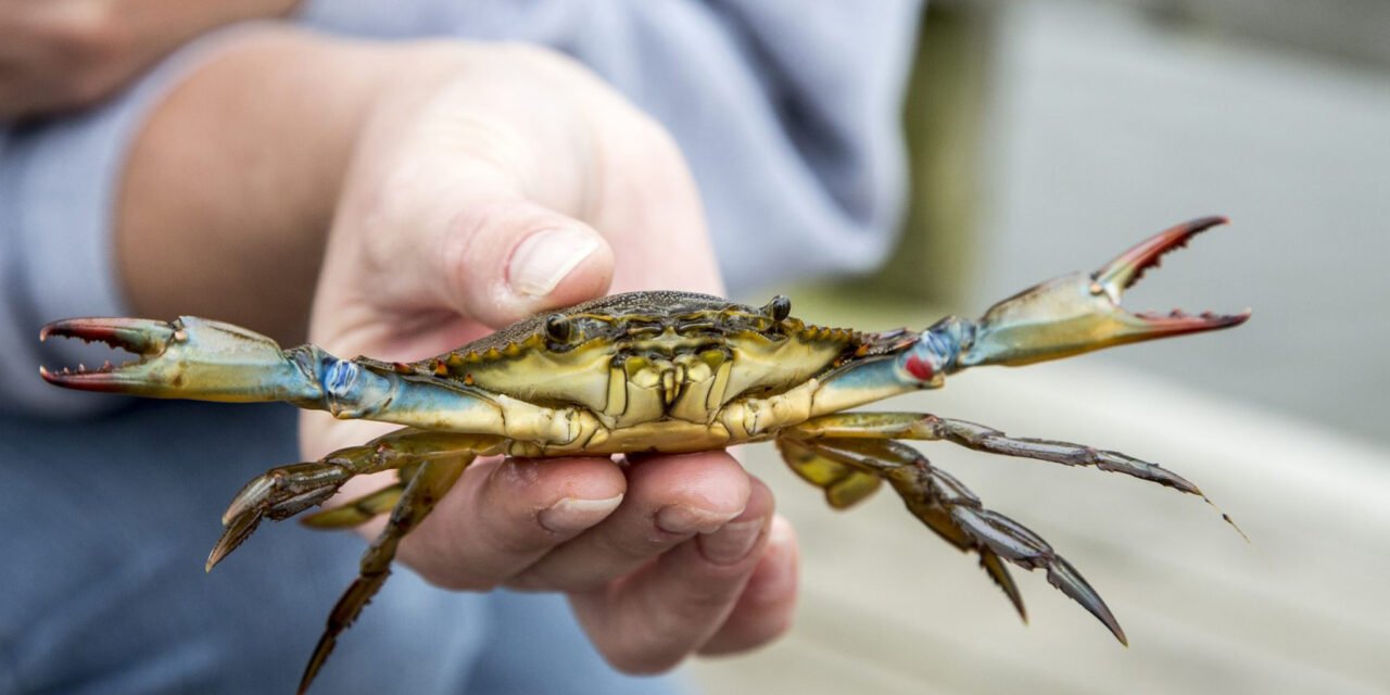 Crab hunting