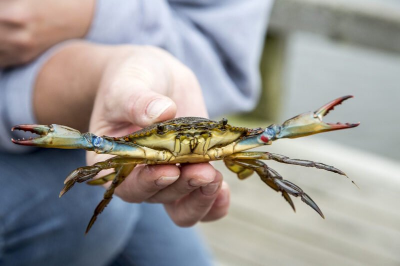 Crab hunting