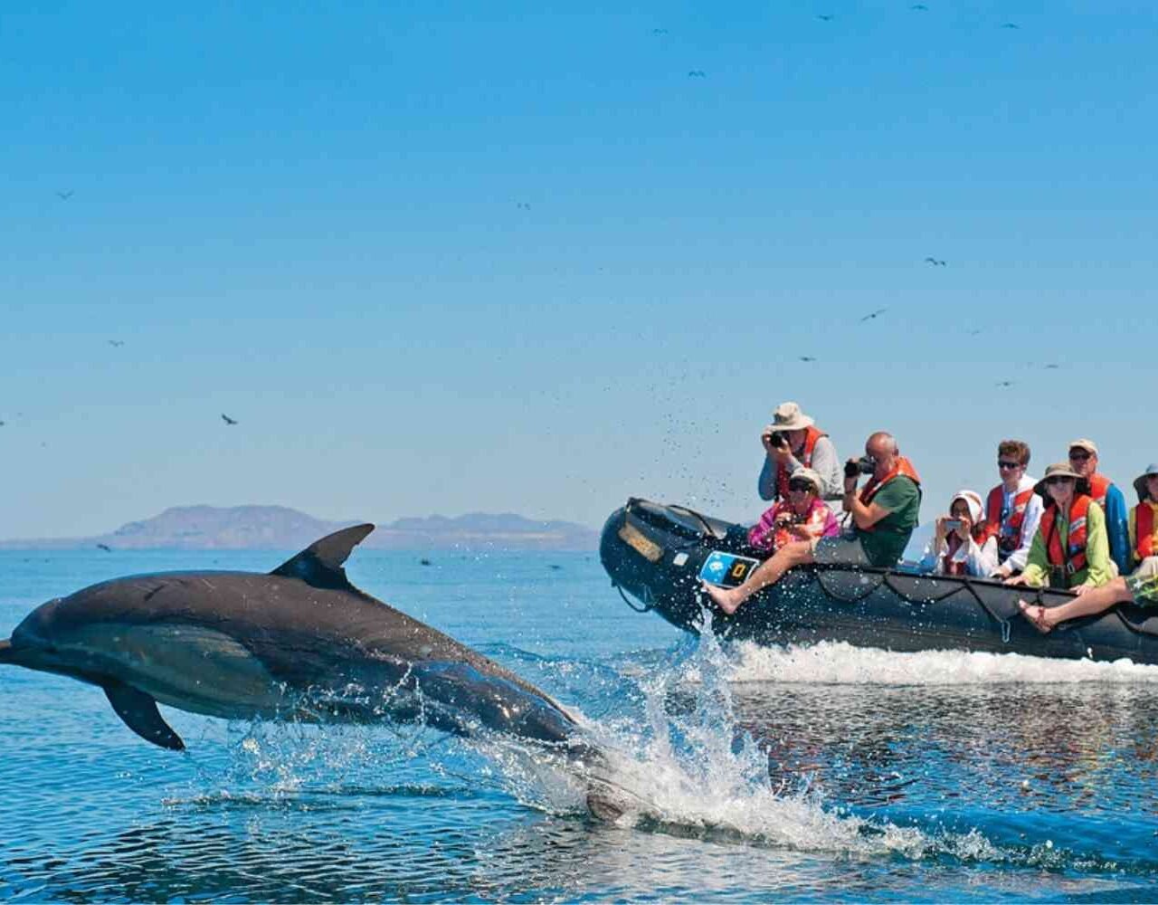 Dolphin watching Tour